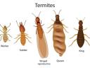 Termite Control Melbourne logo